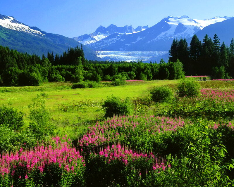 Meadow with Wildflowers — Green, Serene, Summer