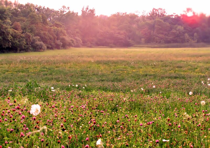 Meadow with Wildflowers — Green, Serene, Sunset