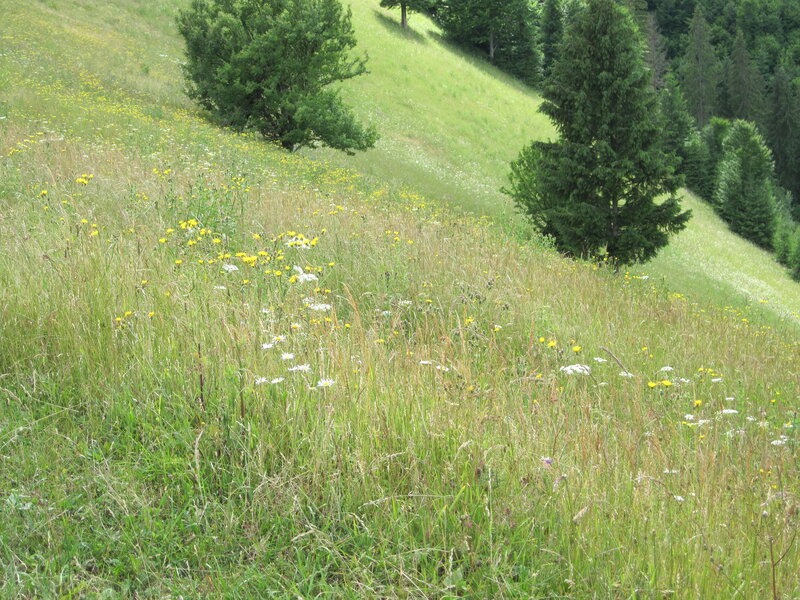 Meadow with Wildflowers — Green, Serene