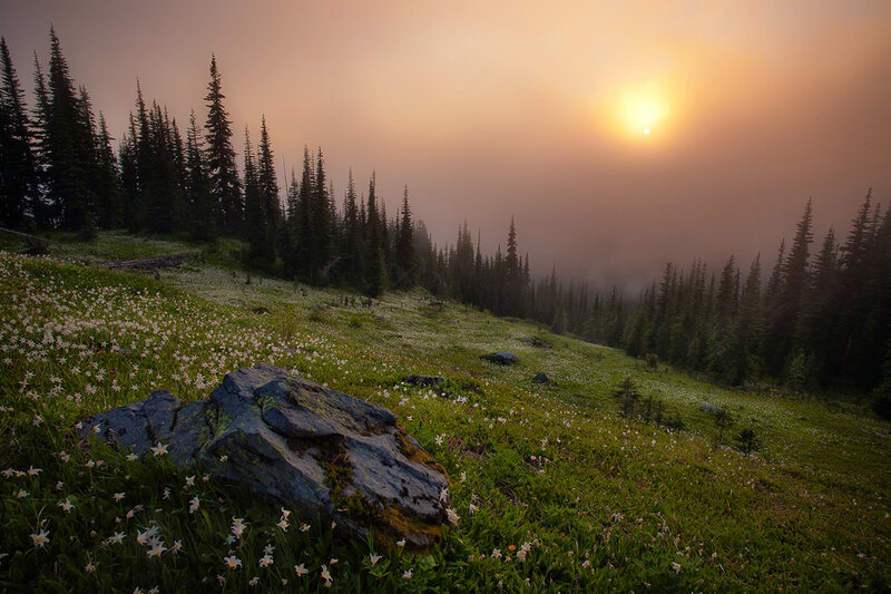 Meadow with Wildflowers — Green