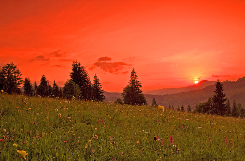 Meadow with Wildflowers — Red