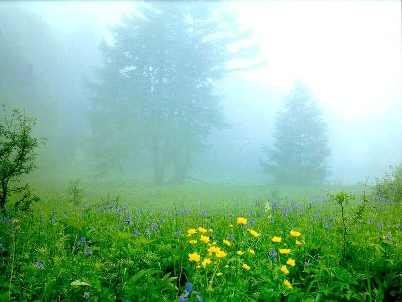 Meadow with Wildflowers