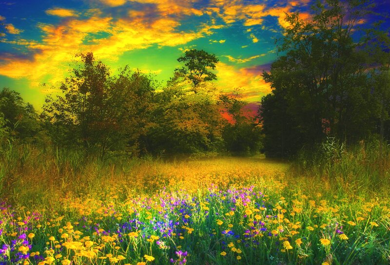 Meadow with Wildflowers — Yellow, Dramatic
