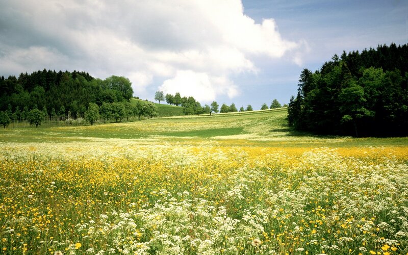 Meadow with Wildflowers — Yellow, Serene