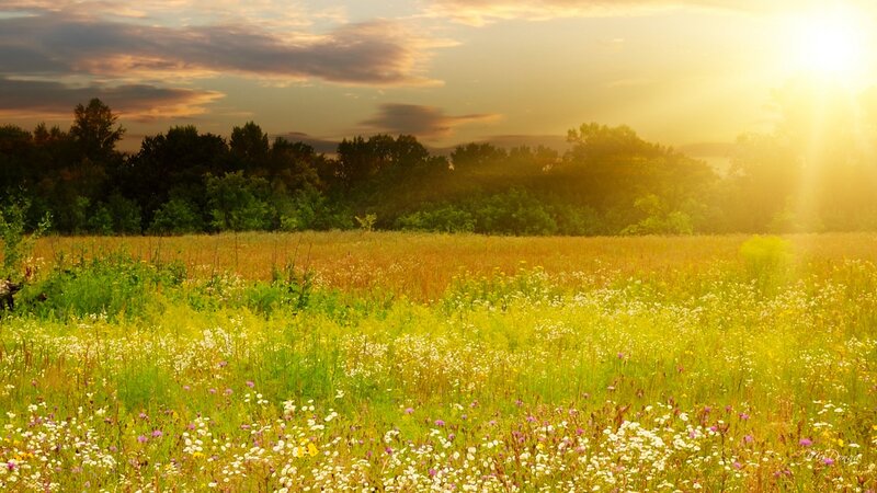 Meadow with Wildflowers — Yellow