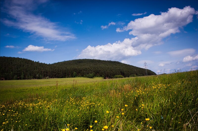 Meadow with Yellow Flowers