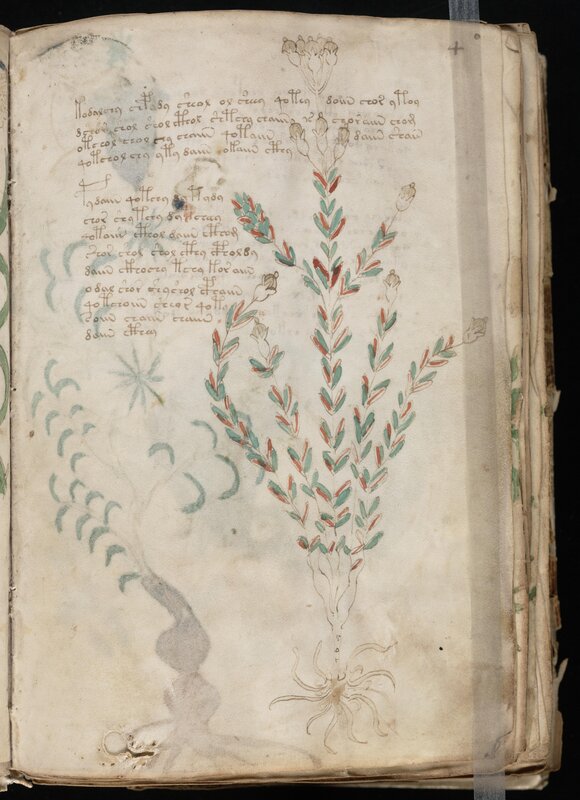Medieval herbal manuscript page