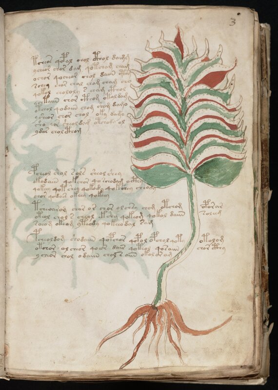 Medieval manuscript with plant illustration