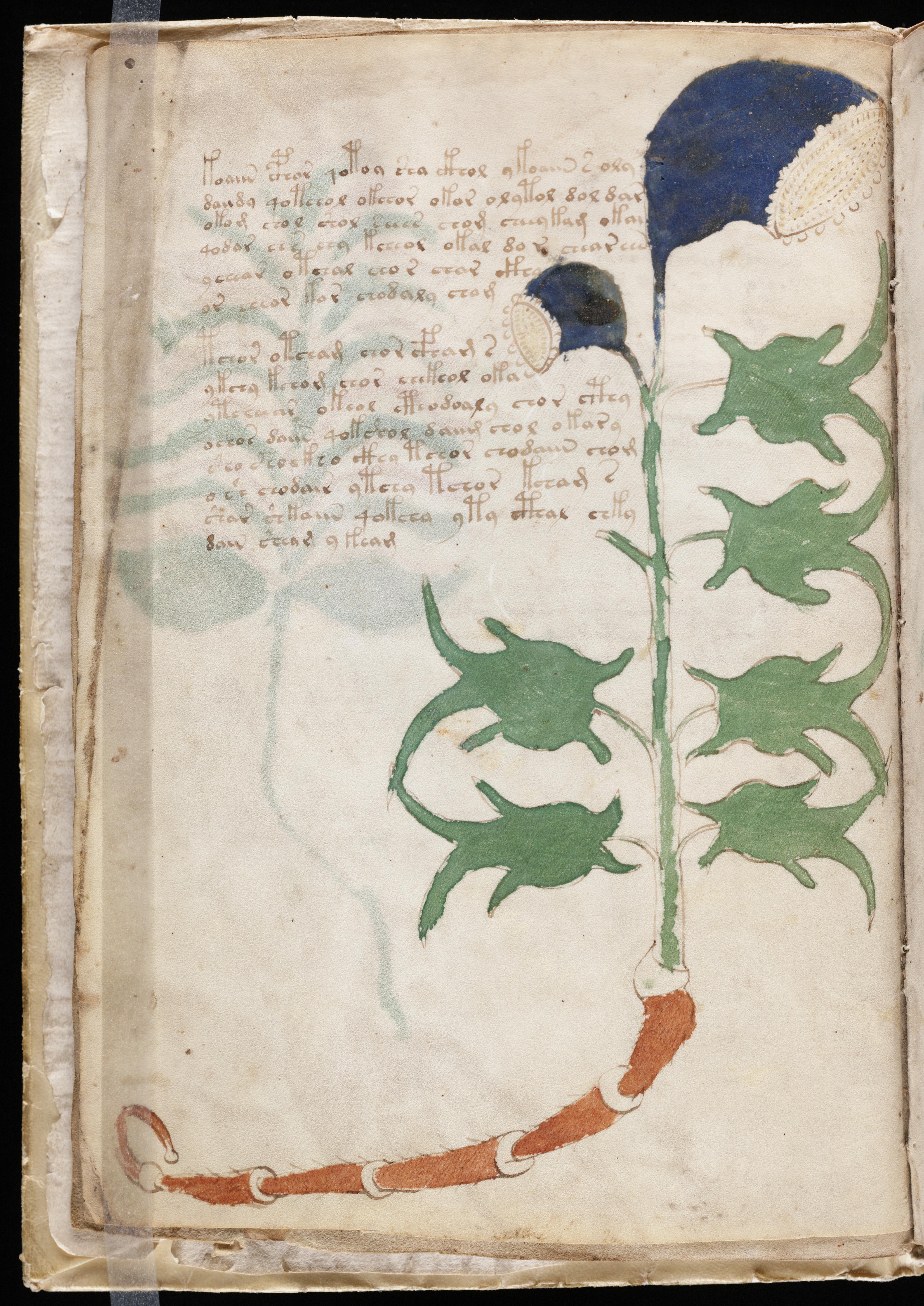 Medieval manuscript with plant illustration