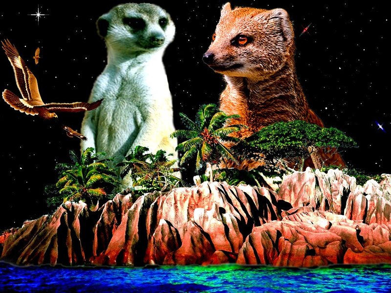 Meerkat and Mongoose