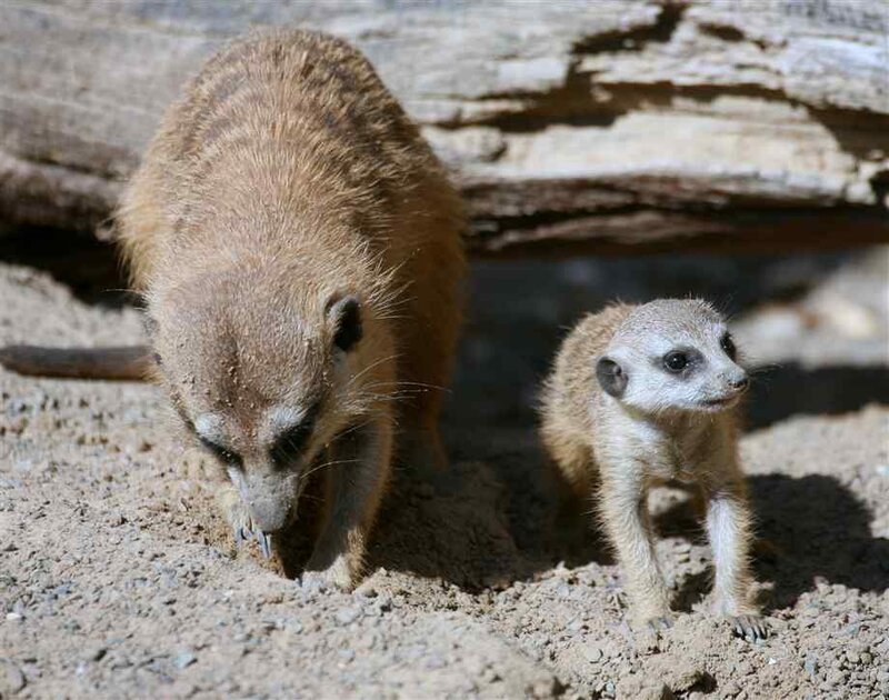 Meerkat and Pup