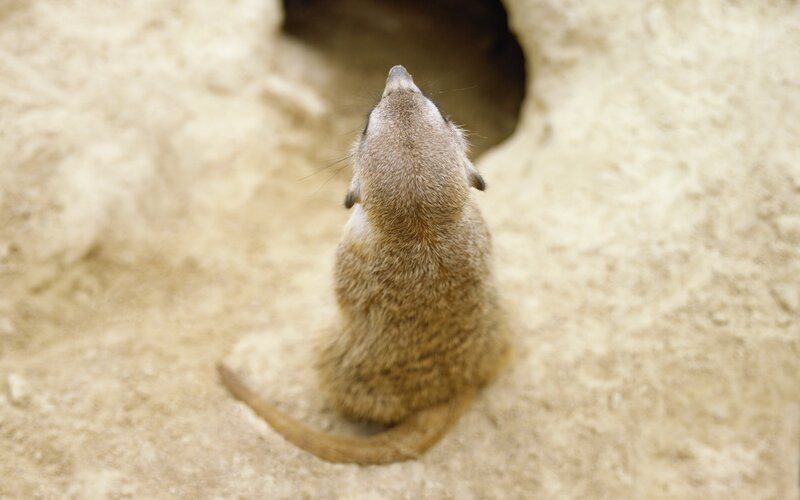 meerkat at burrow entrance