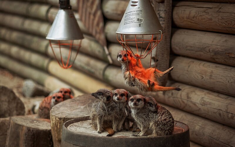 Meerkat Family — Brown