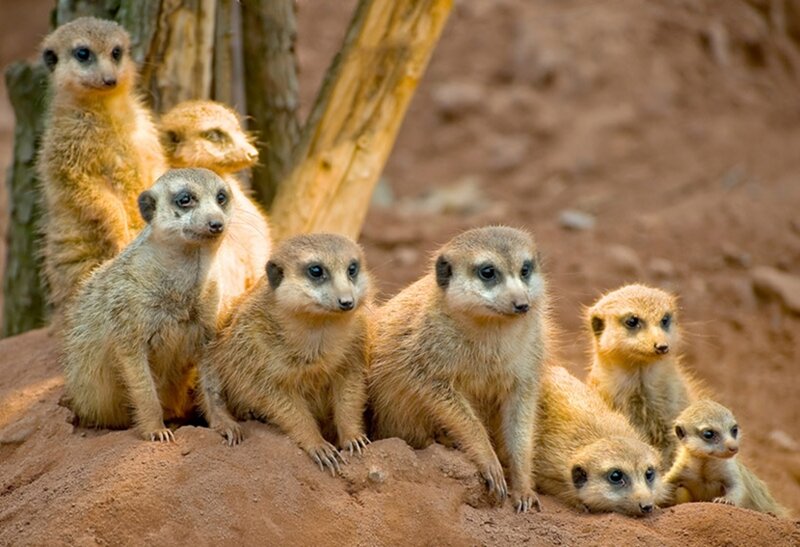 Meerkat family group