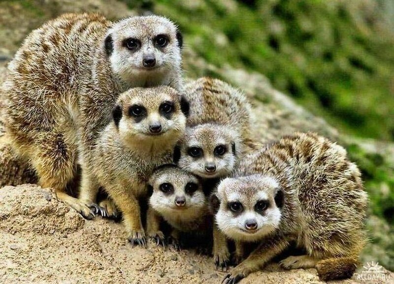 Meerkat Family Group — Brown, Curious