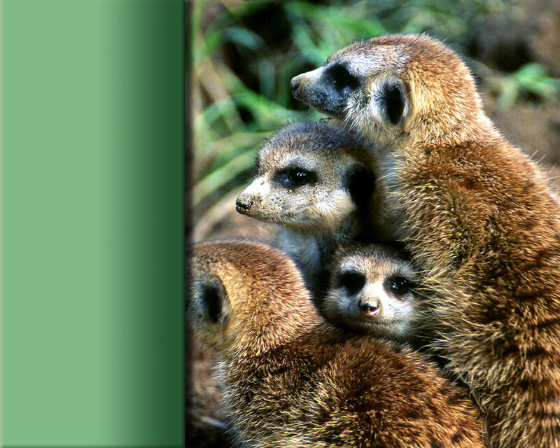 Meerkat Family Group — Brown