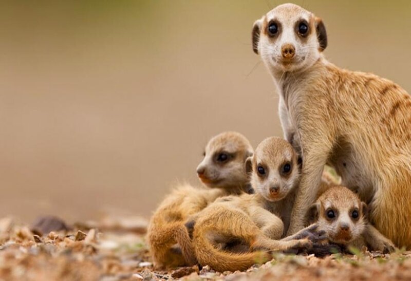 Meerkat family group