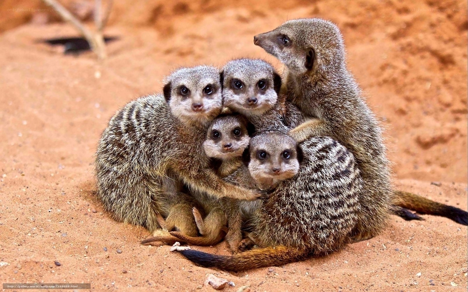 Meerkat family huddle