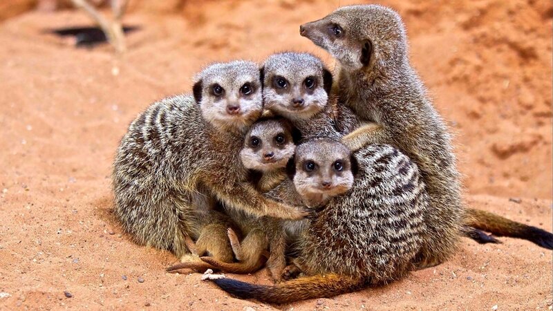 Meerkat family huddle