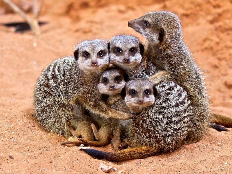 Meerkat Family Huddle — Brown
