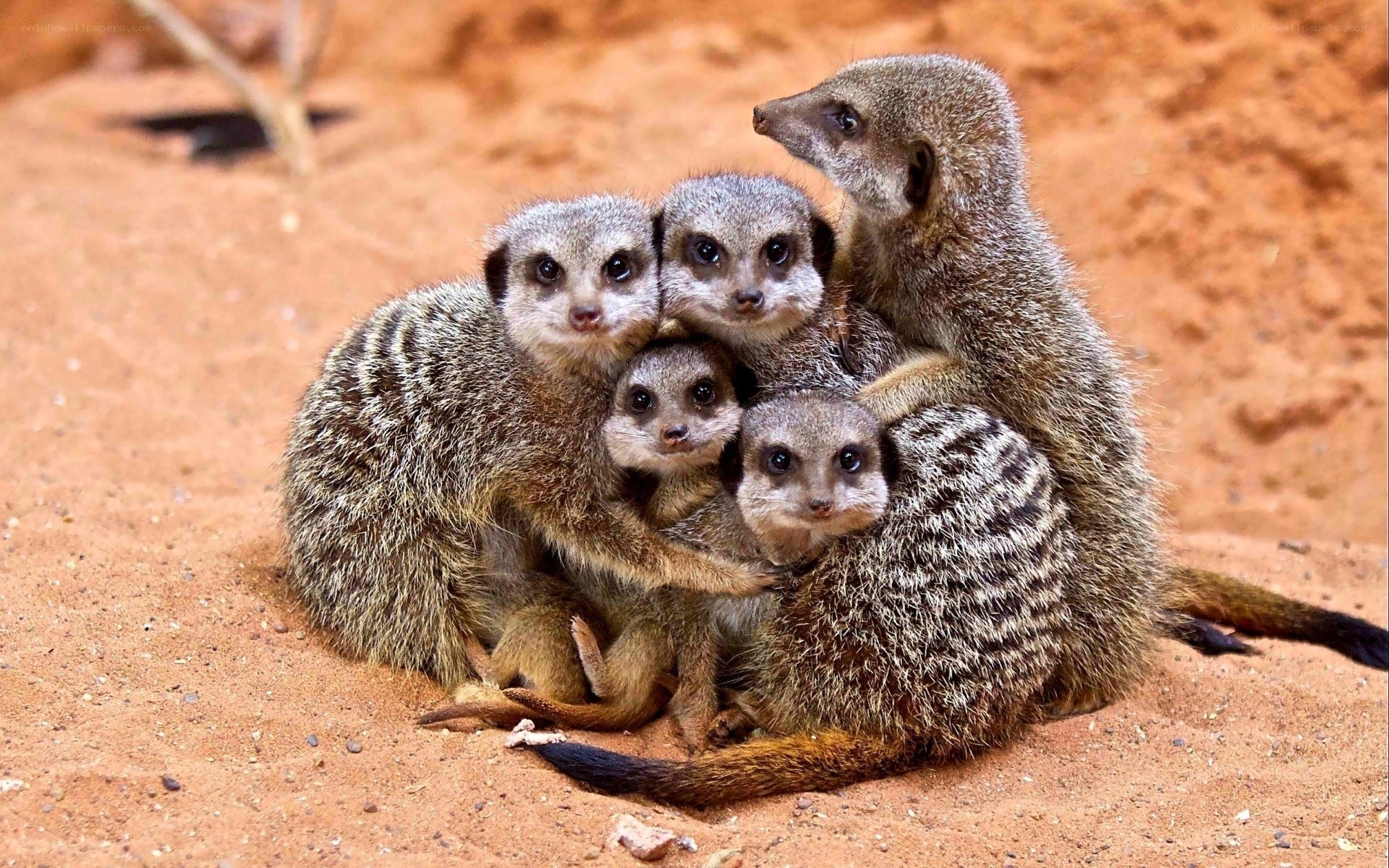 Meerkat family huddle
