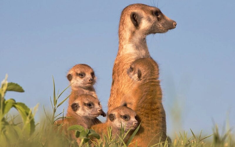 Meerkat Family in Grass