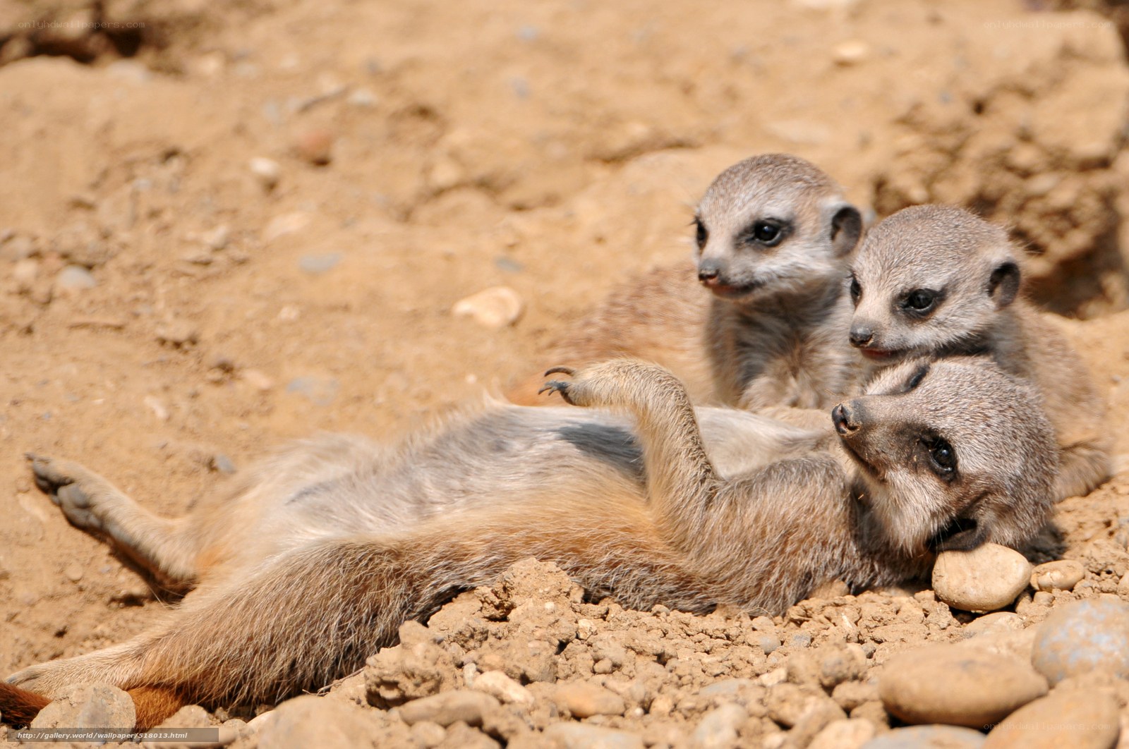 Meerkat family playing together