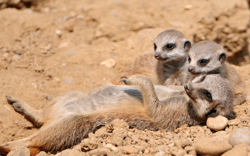 Meerkat family resting together