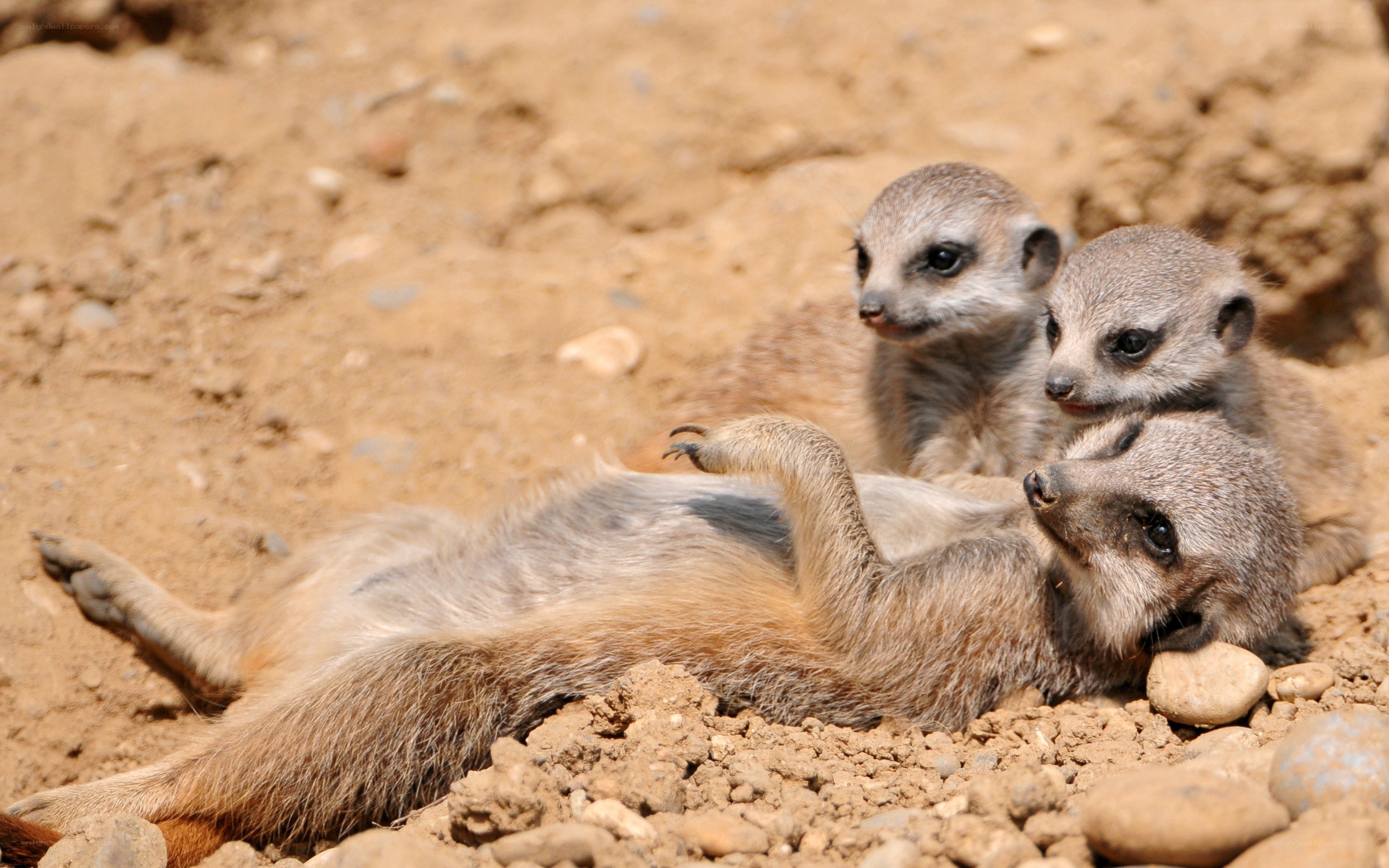 Meerkat family resting together