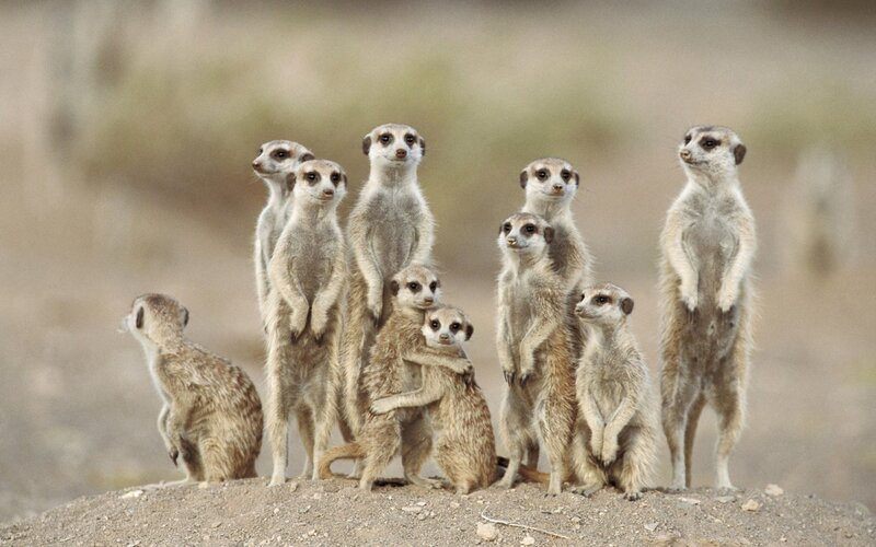 Meerkat family standing alert