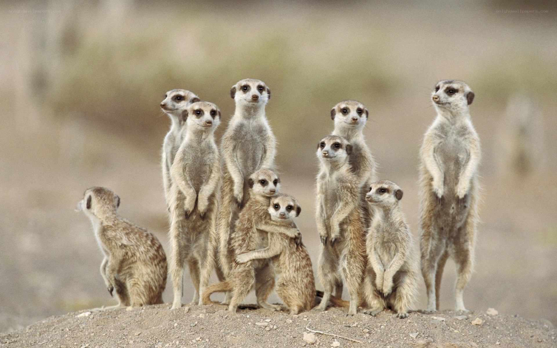 Meerkat family standing alert