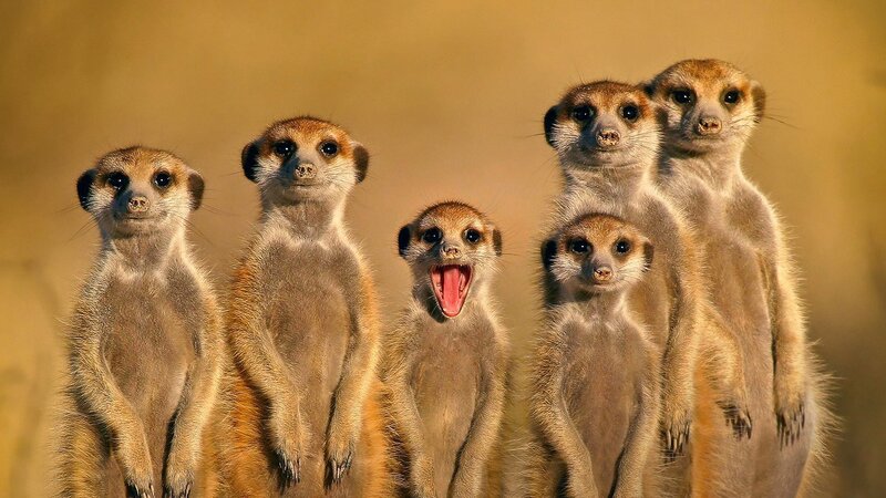Meerkat Family Standing — Brown