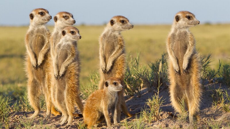 Meerkat Family Standing