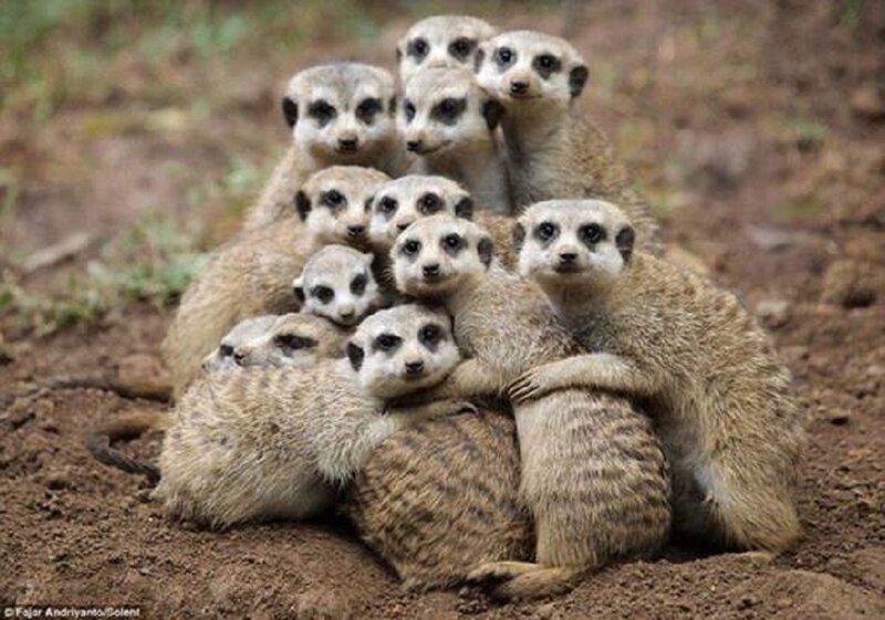 Meerkat Group Huddle — Brown