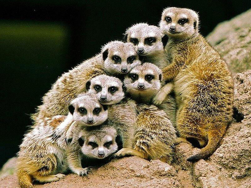 Meerkat Group Huddle