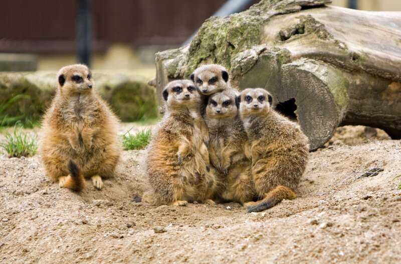 Meerkat Group in Enclosure