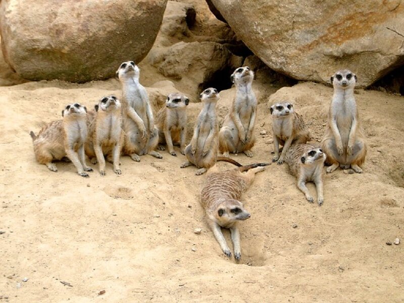 Meerkat Group in Sand