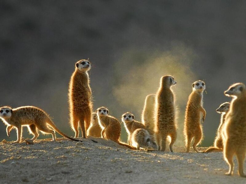 Meerkat Group on Mound