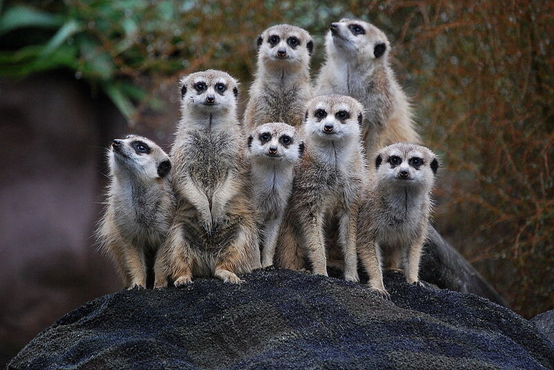 Meerkat Group on Rock — Brown