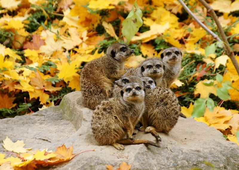 Meerkat Group on Rock