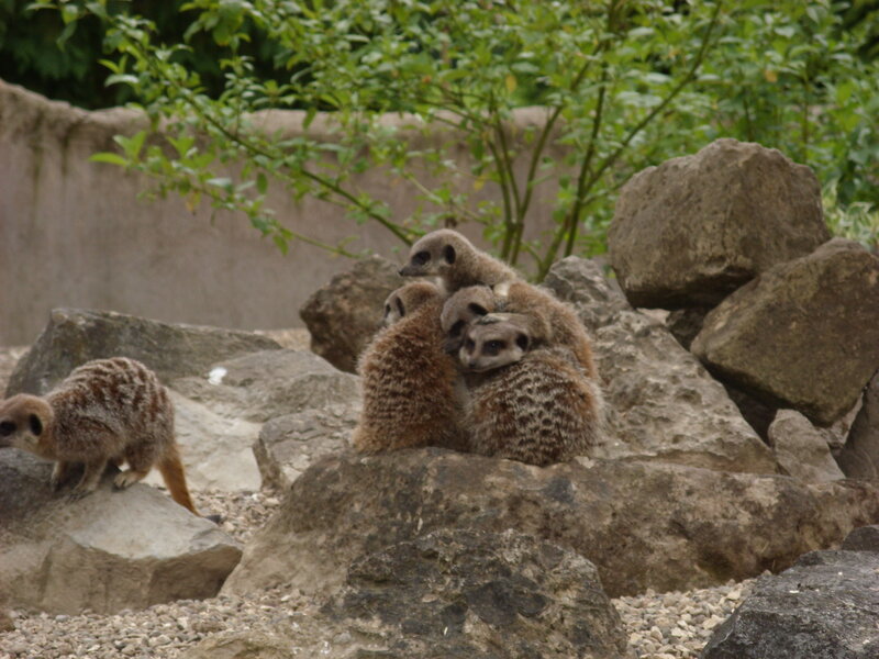 Meerkat Group on Rocks