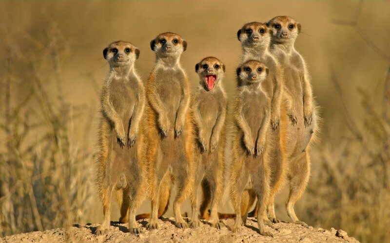 Meerkat Group Standing — Brown, Alert, Afternoon, Photograph, Yawning, Dirt Mound