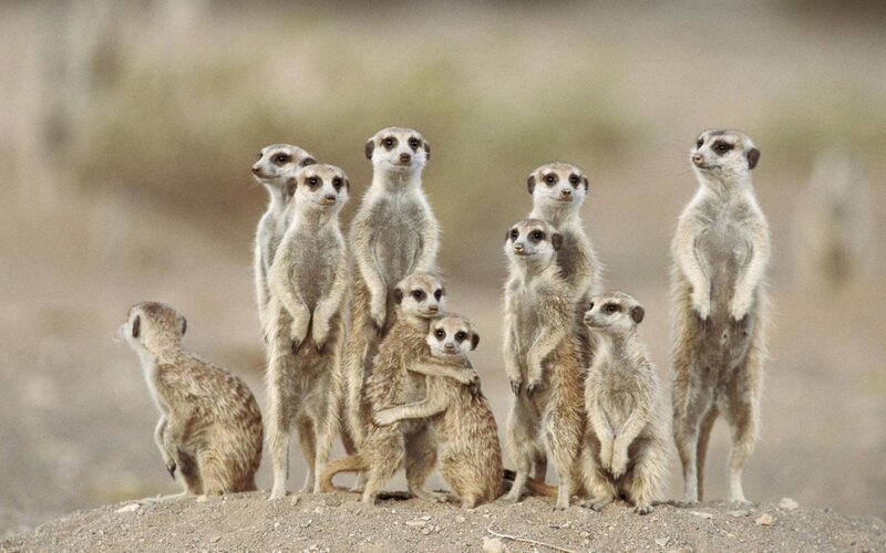 Meerkat Group Standing — Brown, Alert, Afternoon