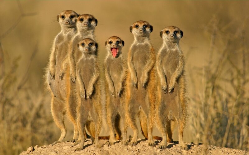 Meerkat Group Standing — Brown, Alert, Sunset