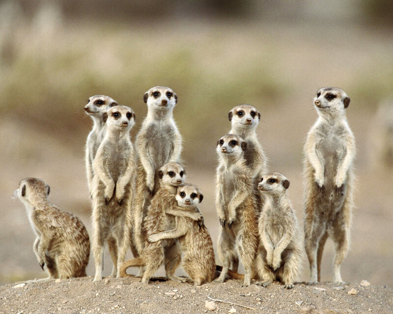 Meerkat Group Standing — Brown, Alert
