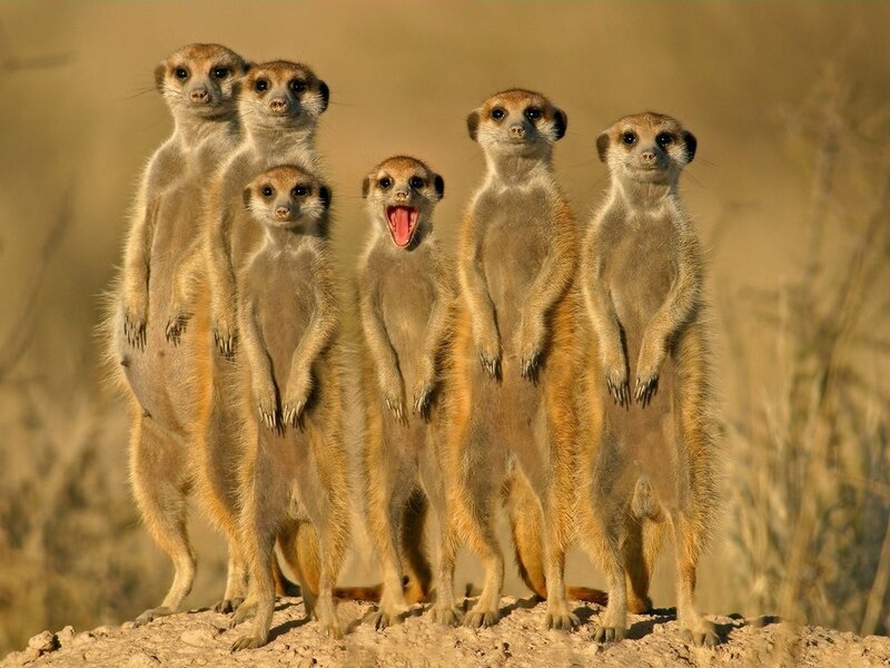 Meerkat Group Standing — Brown