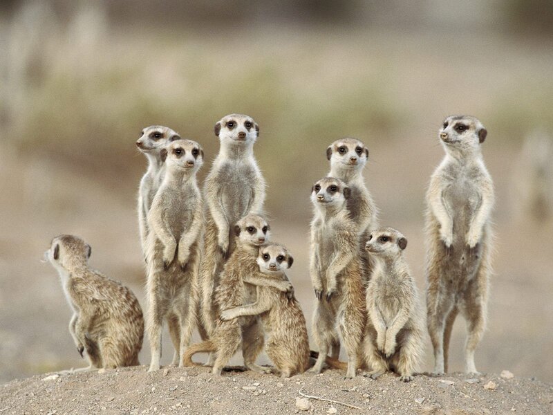 Meerkat Group Standing