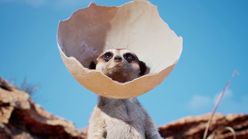 Meerkat in Egg Shell