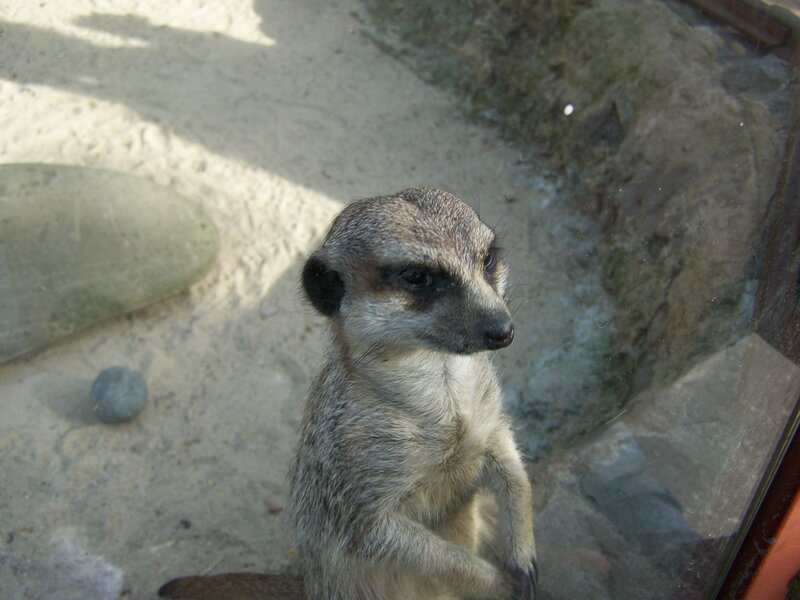 meerkat in enclosure