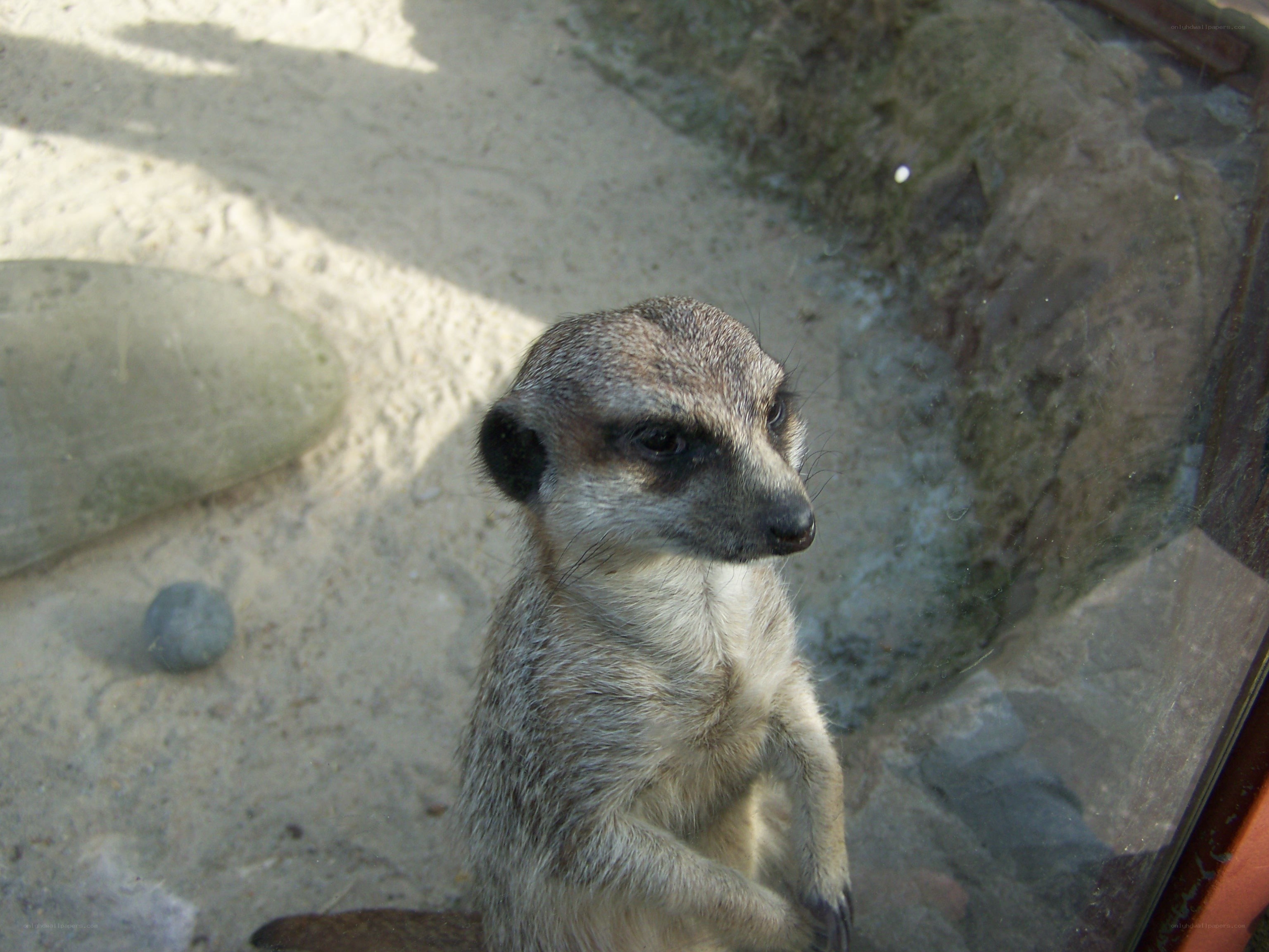meerkat in enclosure